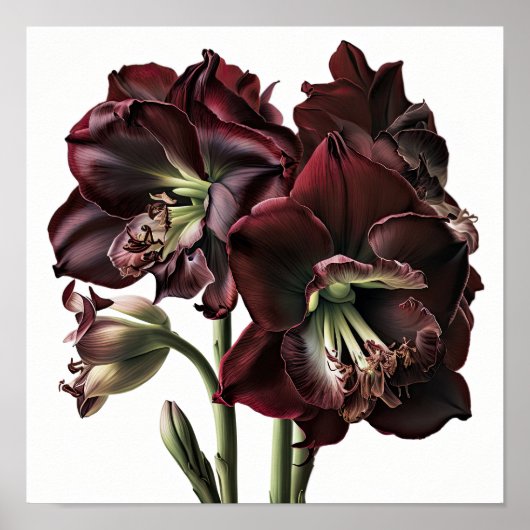 Bourgogne Amaryllis Bloemenkunst Print Poster (Voorkant)