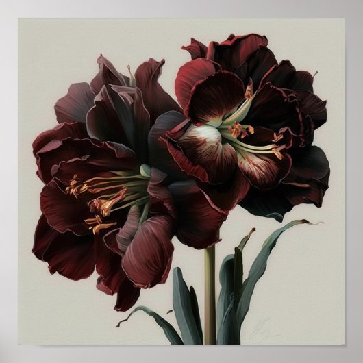 Bourgogne Amaryllis Bloemenkunst Print Poster (Voorkant)