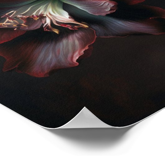 Bourgogne Amaryllis Bloemenkunst Print Poster (Hoek)