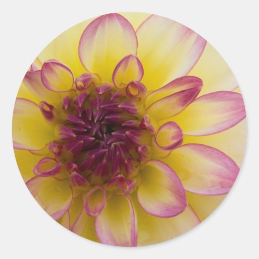 Bourgogne, Geel & Wit Dahlia Ronde Sticker (Voorkant)