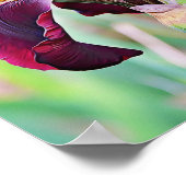 Bourgogne Magenta Roze Iris Bloem Poster (Hoek)