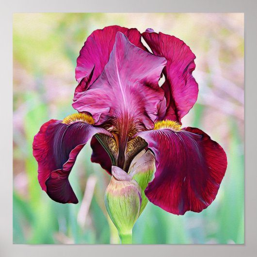 Bourgogne Magenta Roze Iris Bloem Poster (Voorkant)
