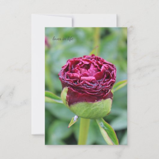 Bourgogne Peony Bud Notitiekaartje (Voorkant)