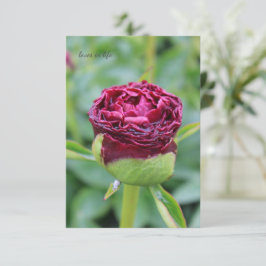 Bourgogne Peony Bud Notitiekaartje