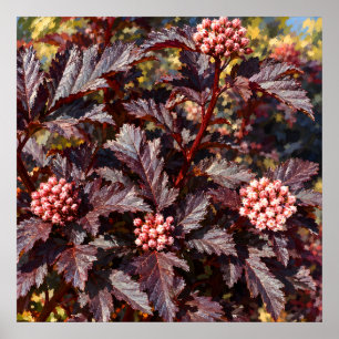 Bourgondische Bladeren en Roze Bloesems Botanische Poster