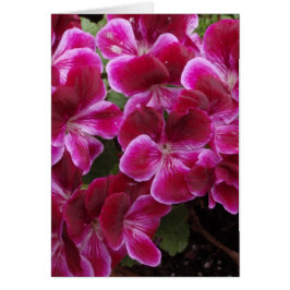Bourgondische Geranium