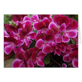 Bourgondische Geranium