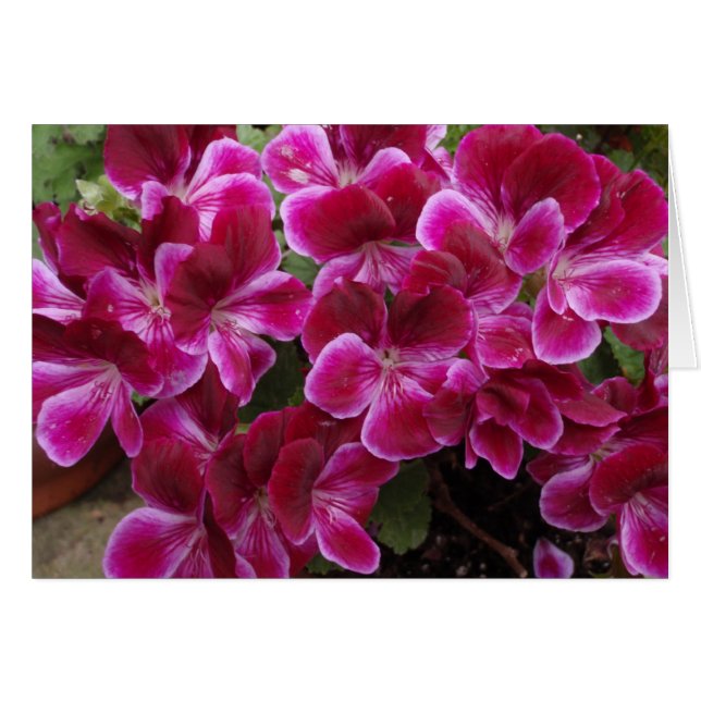 Bourgondische Geranium (Voorkant Horizontaal)