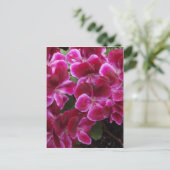 Bourgondische Geranium Briefkaart (Staand voorkant)