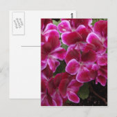 Bourgondische Geranium Briefkaart (Voorkant / Achterkant)