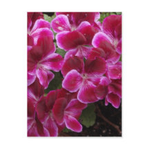 Bourgondische Geranium