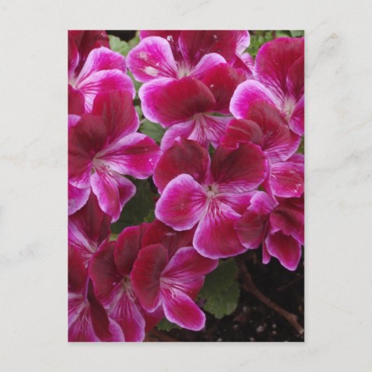 Bourgondische Geranium Briefkaart (Voorkant)