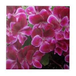 Bourgondische Geranium Tegeltje