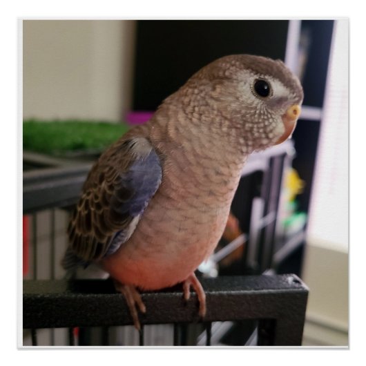 Bourkes Parakeet Glossy Poster (Voorkant)