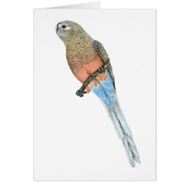 Bourke's Parrot - Neophema bourkii (Voorkant)
