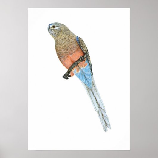 Bourke's Parrot - Neophema bourkii Poster (Voorkant)