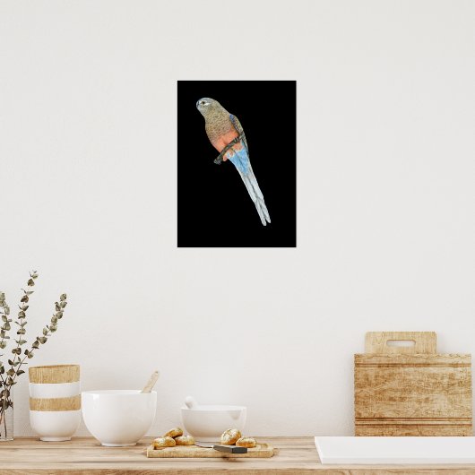 Bourke's Parrot - Neophema bourkii Poster (Keuken)