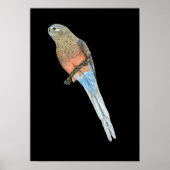 Bourke's Parrot - Neophema bourkii Poster (Voorkant)