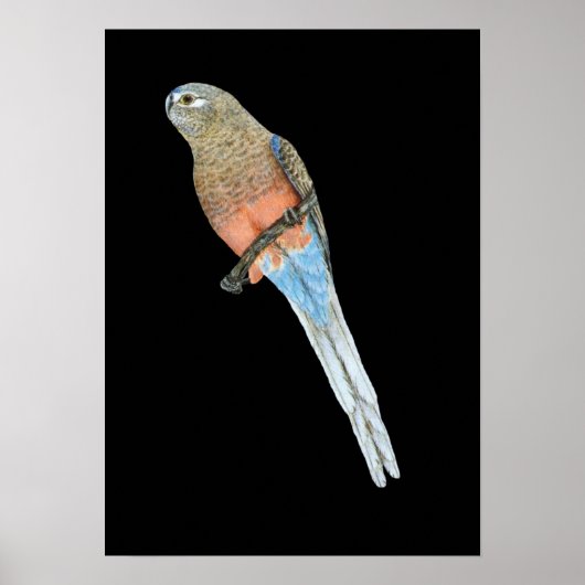 Bourke's Parrot - Neophema bourkii Poster (Voorkant)