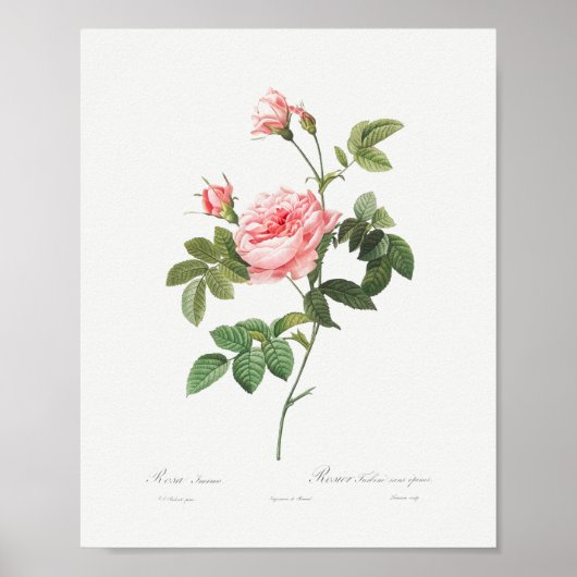 Boursault Roos Floral Pink Rose Poster (Voorkant)