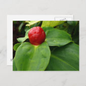 Bouton Rouge - Martinique, FWI Briefkaart (Voorkant / Achterkant)