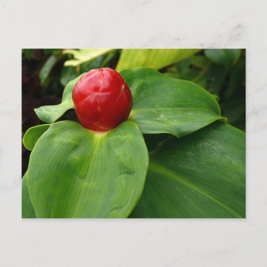 Bouton Rouge - Martinique, FWI Briefkaart (Voorkant)