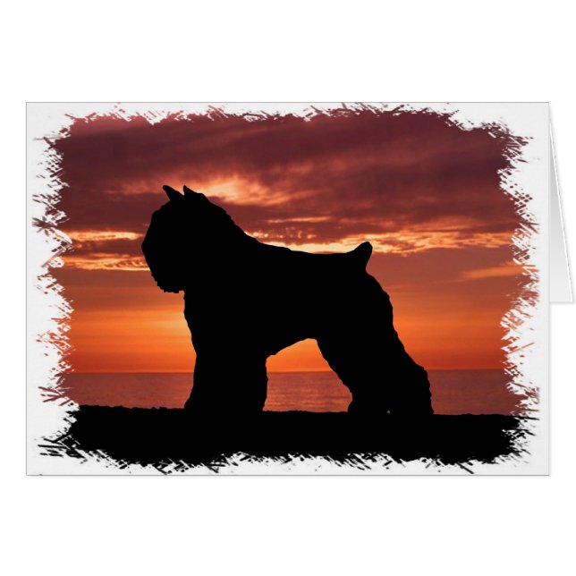 Bouvier des Flandres (Voorkant Horizontaal)