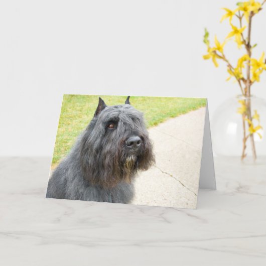 Bouvier des Flandres Kaart (Gele Bloem)