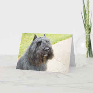 Bouvier des Flandres Kaart