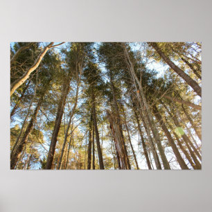 Boven de bomen – Vredig natuur landschap Poster