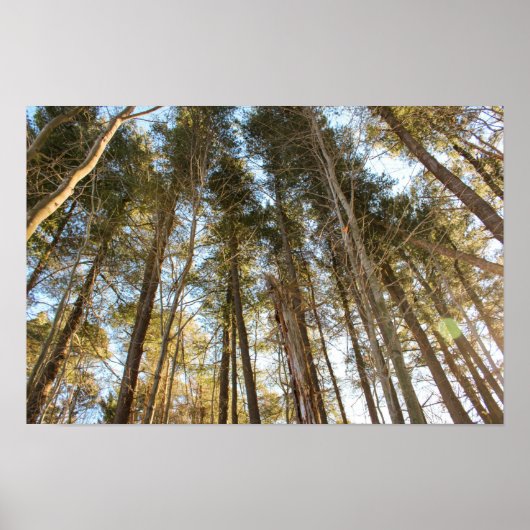 Boven de bomen – Vredig natuur landschap Poster (Voorkant)