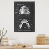 Boven- en onderkaak anatomie tandheelkundige kunst poster (Keuken)
