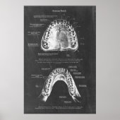 Boven- en onderkaak anatomie tandheelkundige kunst poster (Voorkant)