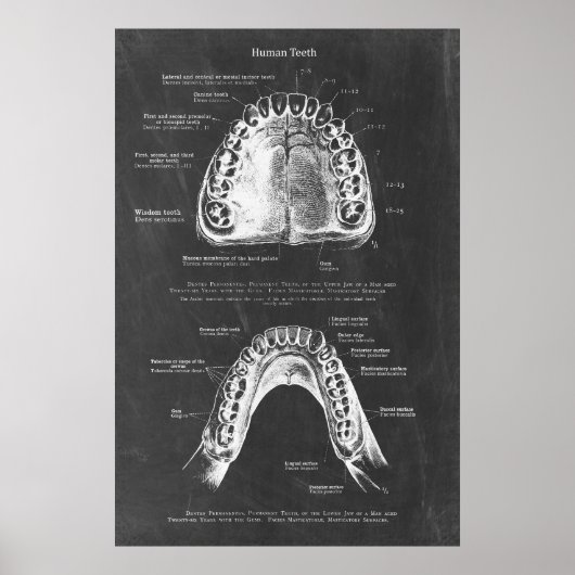 Boven- en onderkaak anatomie tandheelkundige kunst poster (Voorkant)