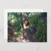 Boven in bomen: een Australische boomkangoeroe kli Briefkaart (Voorkant / Achterkant)