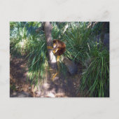 Boven in bomen: een Australische boomkangoeroe kli Briefkaart (Voorkant)