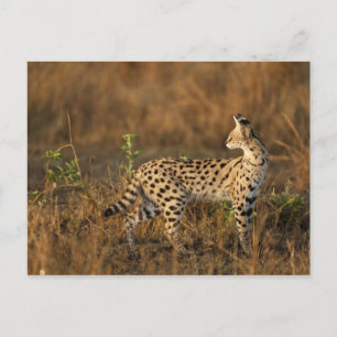 Boven Mara, Masai Mara Game Reserve, Kenia, Briefkaart