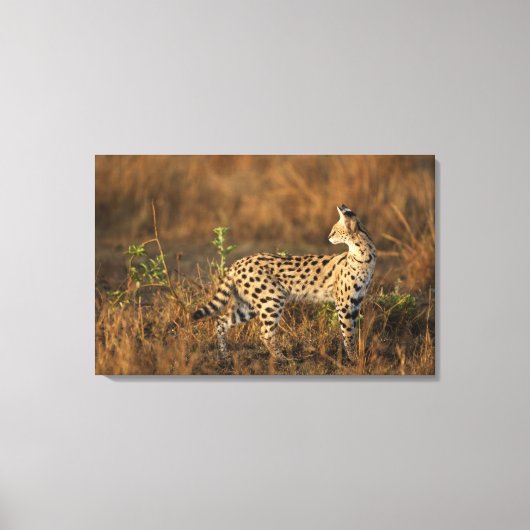 Boven Mara, Masai Mara Game Reserve, Kenia, Canvas Afdruk (Voorkant)