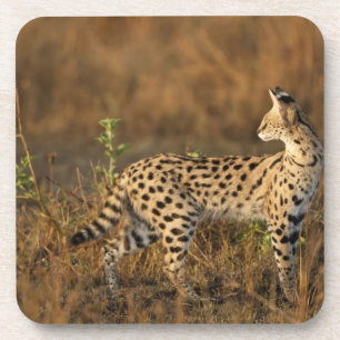 Boven Mara, Masai Mara Game Reserve, Kenia, Drankjes Onderzetter