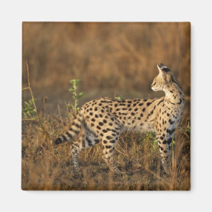 Boven Mara, Masai Mara Game Reserve, Kenia Magneet