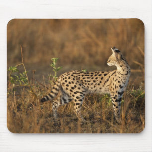 Boven Mara, Masai Mara Game Reserve, Kenia, Muismat