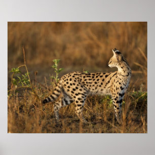Boven Mara, Masai Mara Game Reserve, Kenia, Poster