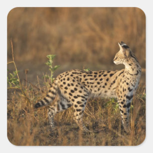 Boven Mara, Masai Mara Game Reserve, Kenia, Vierkante Sticker