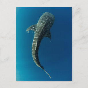 Bovenaanzicht van een walvishaai briefkaart