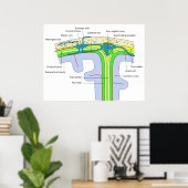 Bovenkant van de schedel waarop de breinmembranen poster (Thuiskantoor)