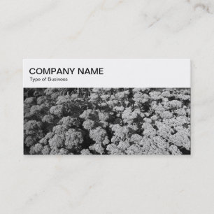 Bovenpaneel - Sedum BW-Visitekaartje Visitekaartje