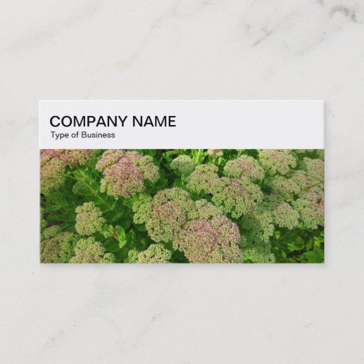 Bovenpaneel - Sedum-Visitekaartje Visitekaartje (Voorkant)