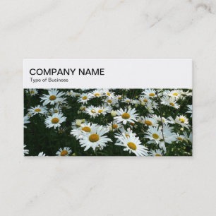 Bovenpaneel - Shasta Daisies Visitekaartje