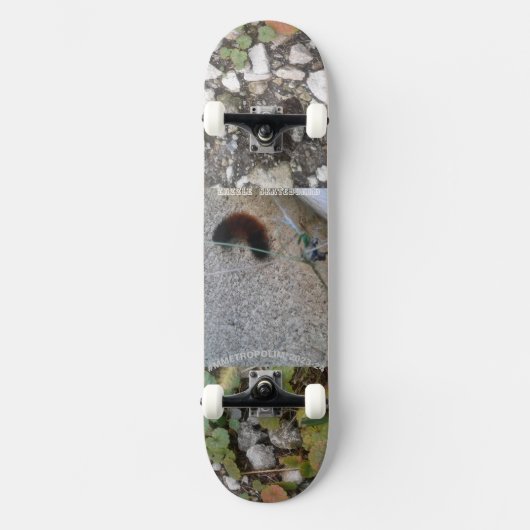 bovenpijler op het schaarplaat van het skateboard, persoonlijk skateboard (Voorkant)
