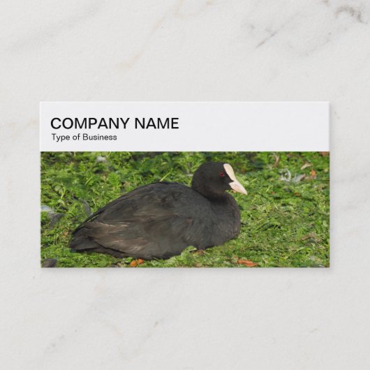 Bovenste paneel - Euraziatisch Visitekaartje (Voorkant)